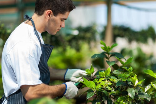 Professional lawn care for a garden in Tottenham
