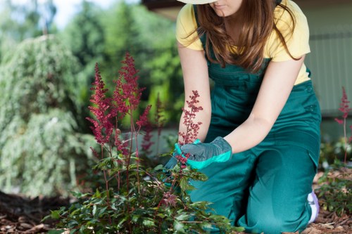 Lawn recovery and turf improvement in Tottenham