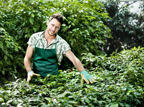Professional gardening safety checks for a Tottenham property