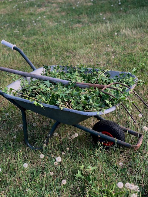 A blue garden wheelbarrow filled with freshly cut green ivy and garden branches, resting on a grassy lawn with patches of dandelions and small weeds. The wheelbarrow's black rubber wheel and rusty met