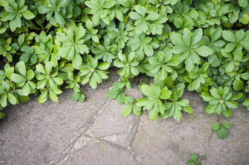 Garden hedges